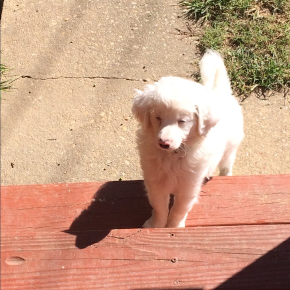 Meet your Posher, Marey (Mugsy j) - Picture 3 of 16